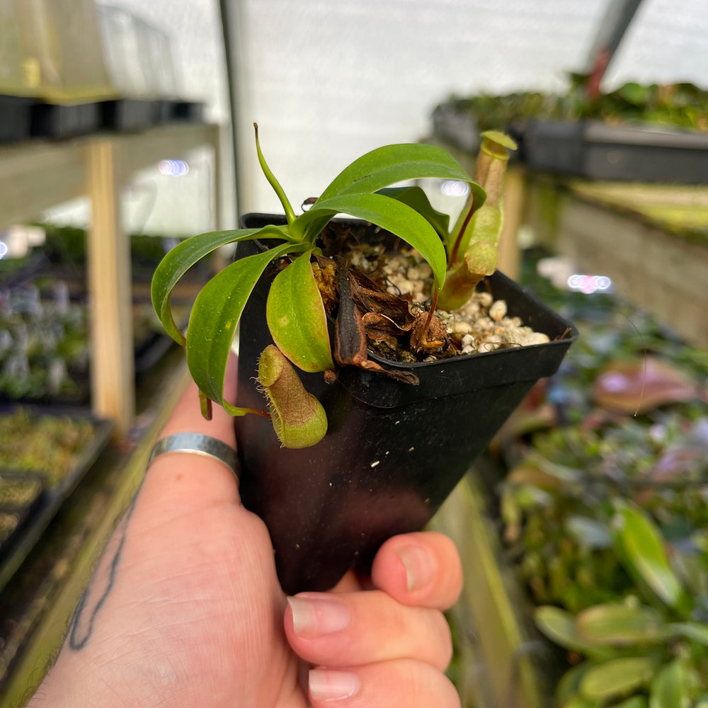 
                      
                        Nepenthes sibuyanensis, CAR-0450
                      
                    