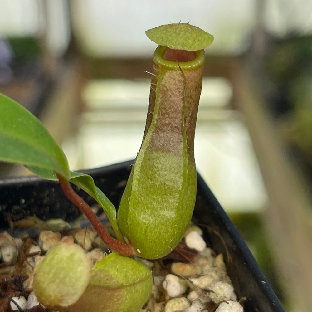 
                      
                        Nepenthes sibuyanensis, CAR-0450
                      
                    