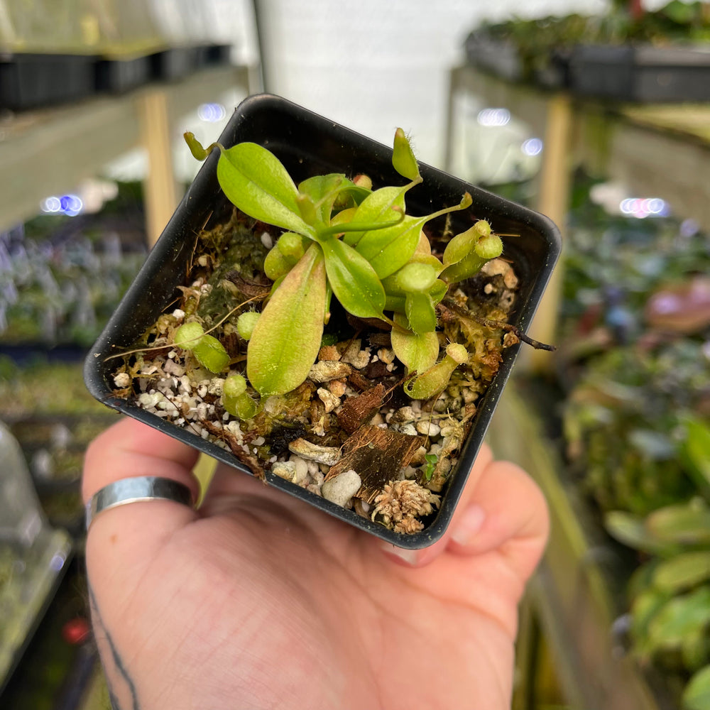 
                      
                        Nepenthes sibuyanensis, CAR-0450
                      
                    