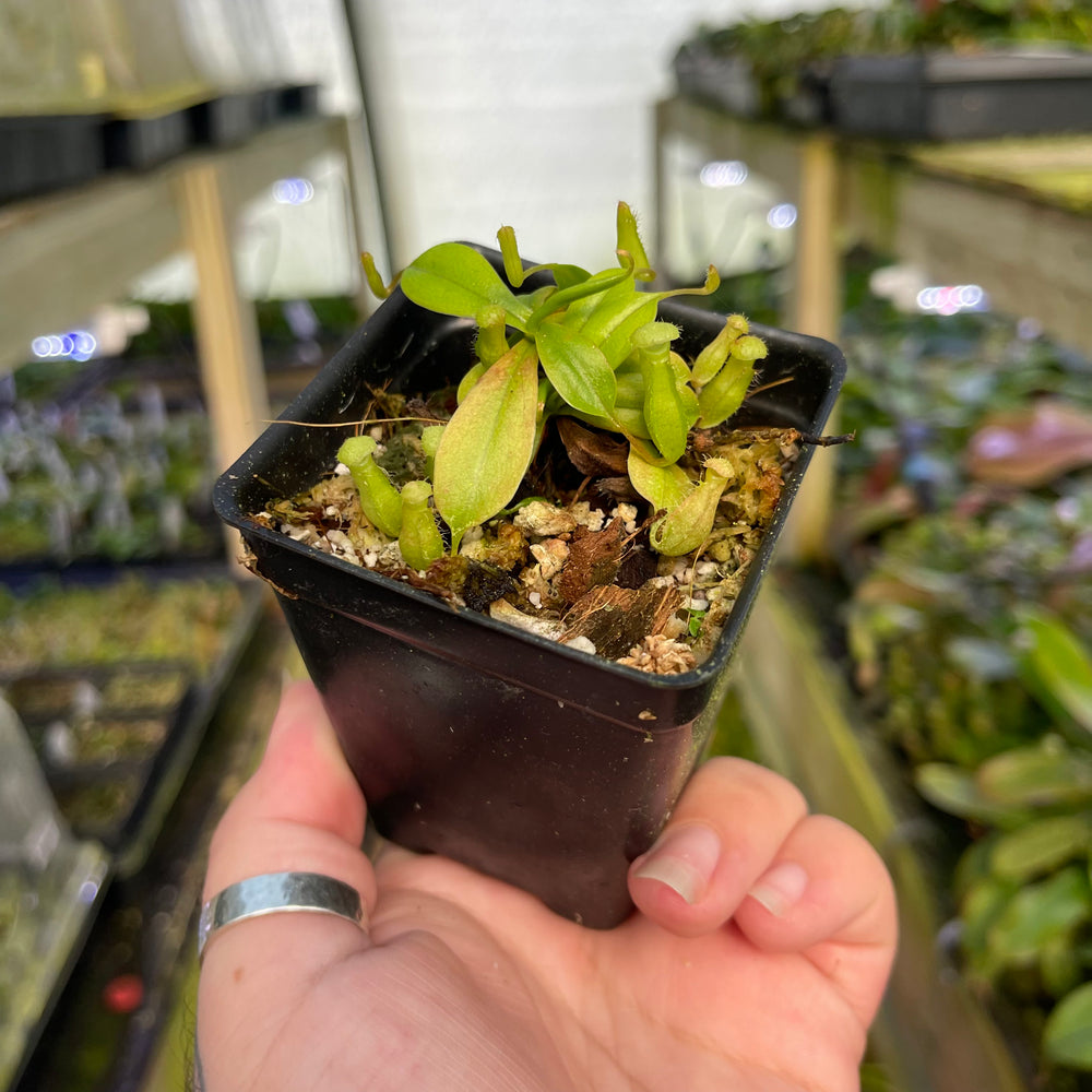 
                      
                        Nepenthes sibuyanensis, CAR-0450
                      
                    