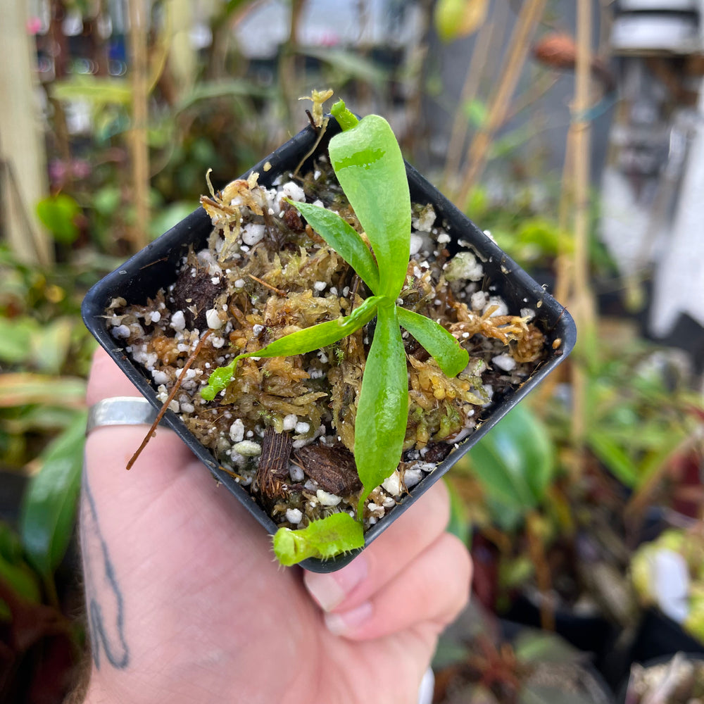 
                      
                        Nepenthes naga x ovata MT, CAR-0449
                      
                    