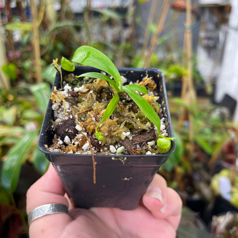 
                      
                        Nepenthes naga x ovata MT, CAR-0449
                      
                    