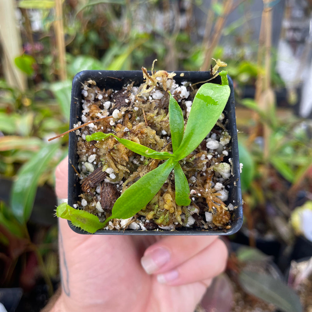 Nepenthes naga x ovata MT, CAR-0449