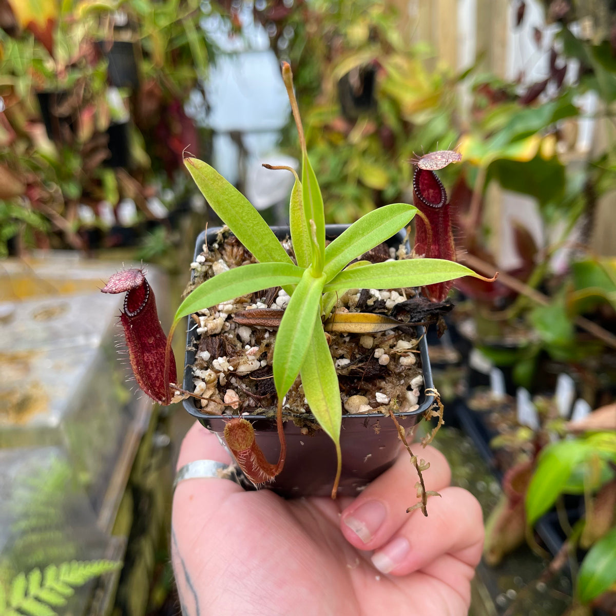 Nepenthes (singalana x hamata) x hamata BE-4576 – Carnivero