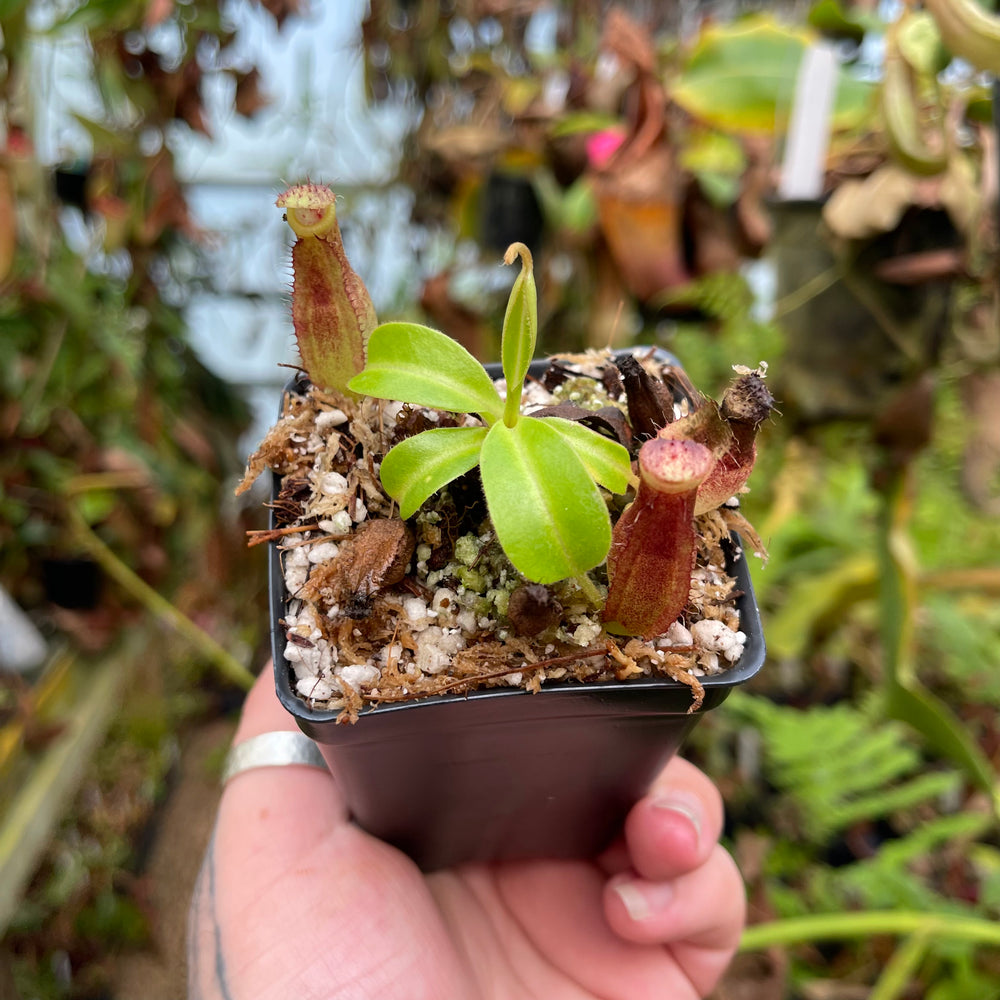 
                      
                        Nepenthes truncata JB x (spathulata x gymnamphora) -purple, CAR-0455
                      
                    