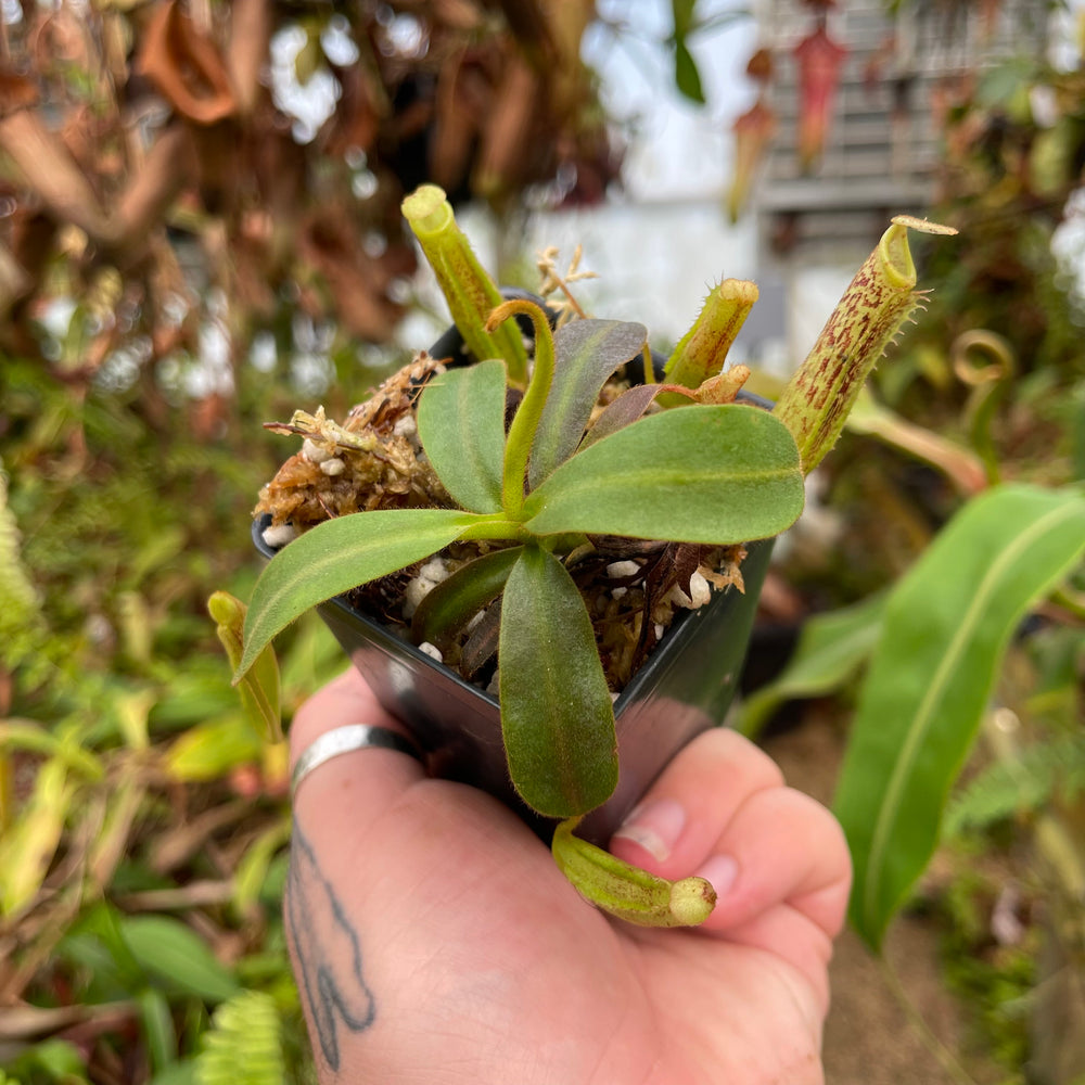 
                      
                        Nepenthes vogelii x platychila, CAR-0456
                      
                    