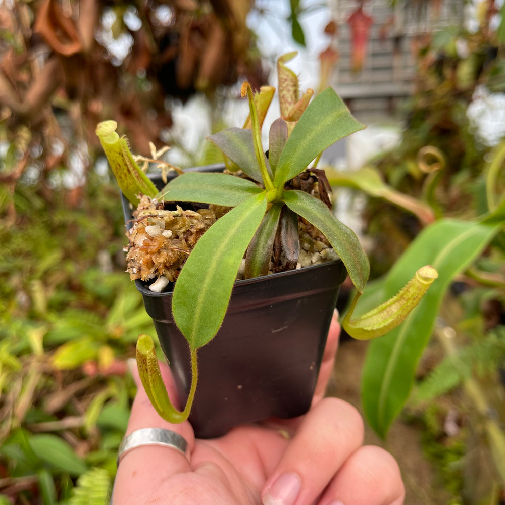 
                      
                        Nepenthes vogelii x platychila, CAR-0456
                      
                    