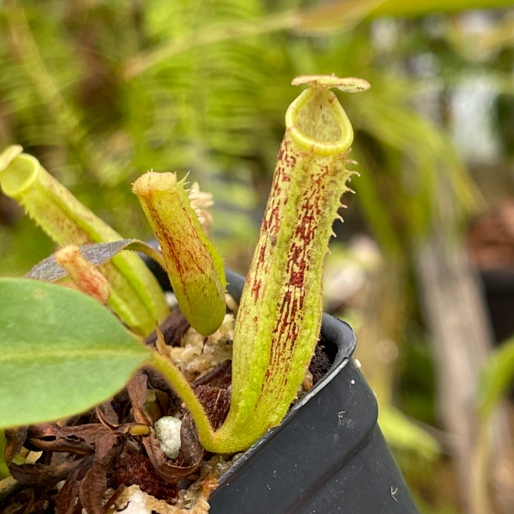 
                      
                        Nepenthes vogelii x platychila, CAR-0456
                      
                    