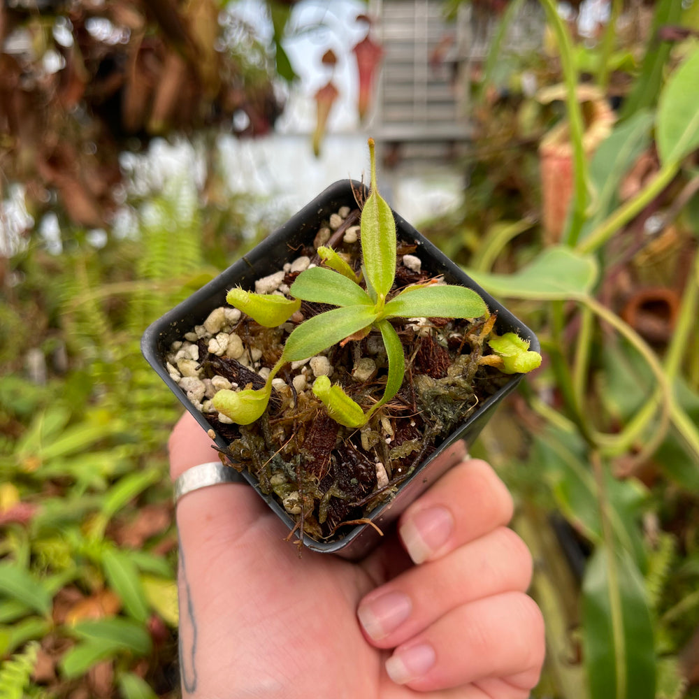 
                      
                        Nepenthes vogelii x platychila, CAR-0456
                      
                    