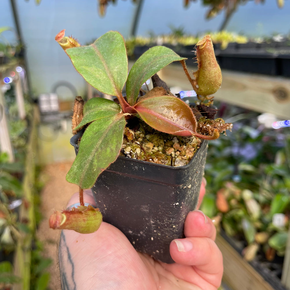 
                      
                        Nepenthes [(Rokko x boschiana) x veitchii] x (truncata x veitchii), CAR-0453
                      
                    