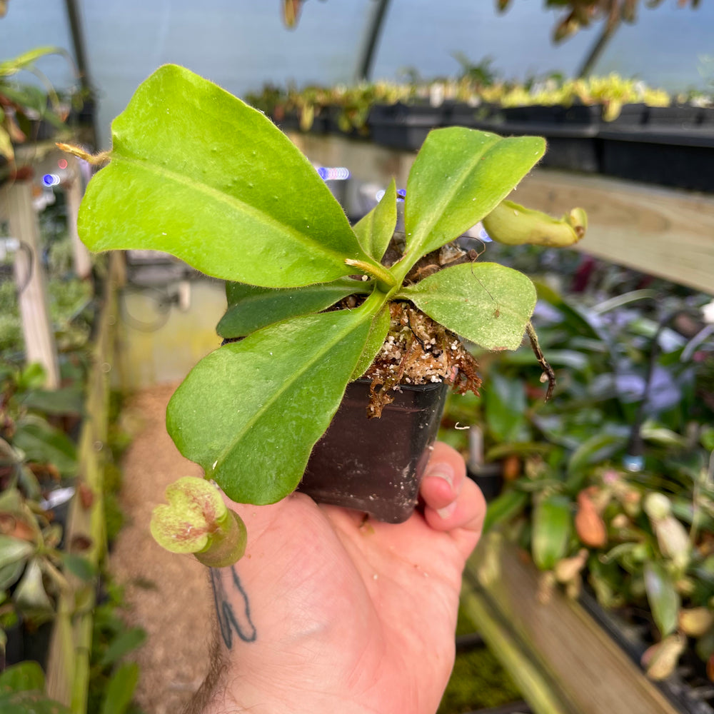 
                      
                        Nepenthes [(Rokko x boschiana) x veitchii] x (truncata x veitchii), CAR-0453
                      
                    