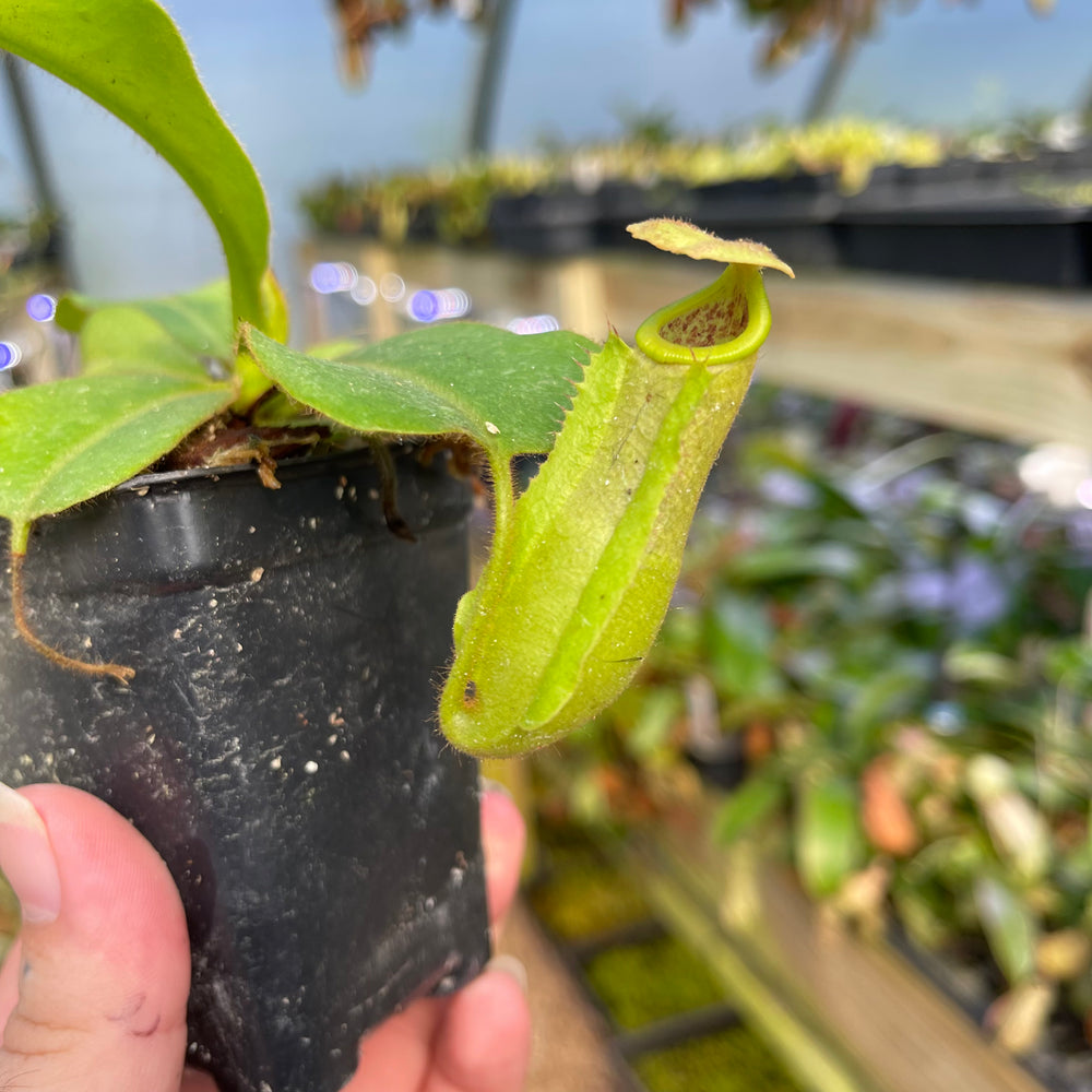 
                      
                        Nepenthes [(Rokko x boschiana) x veitchii] x (truncata x veitchii), CAR-0453
                      
                    