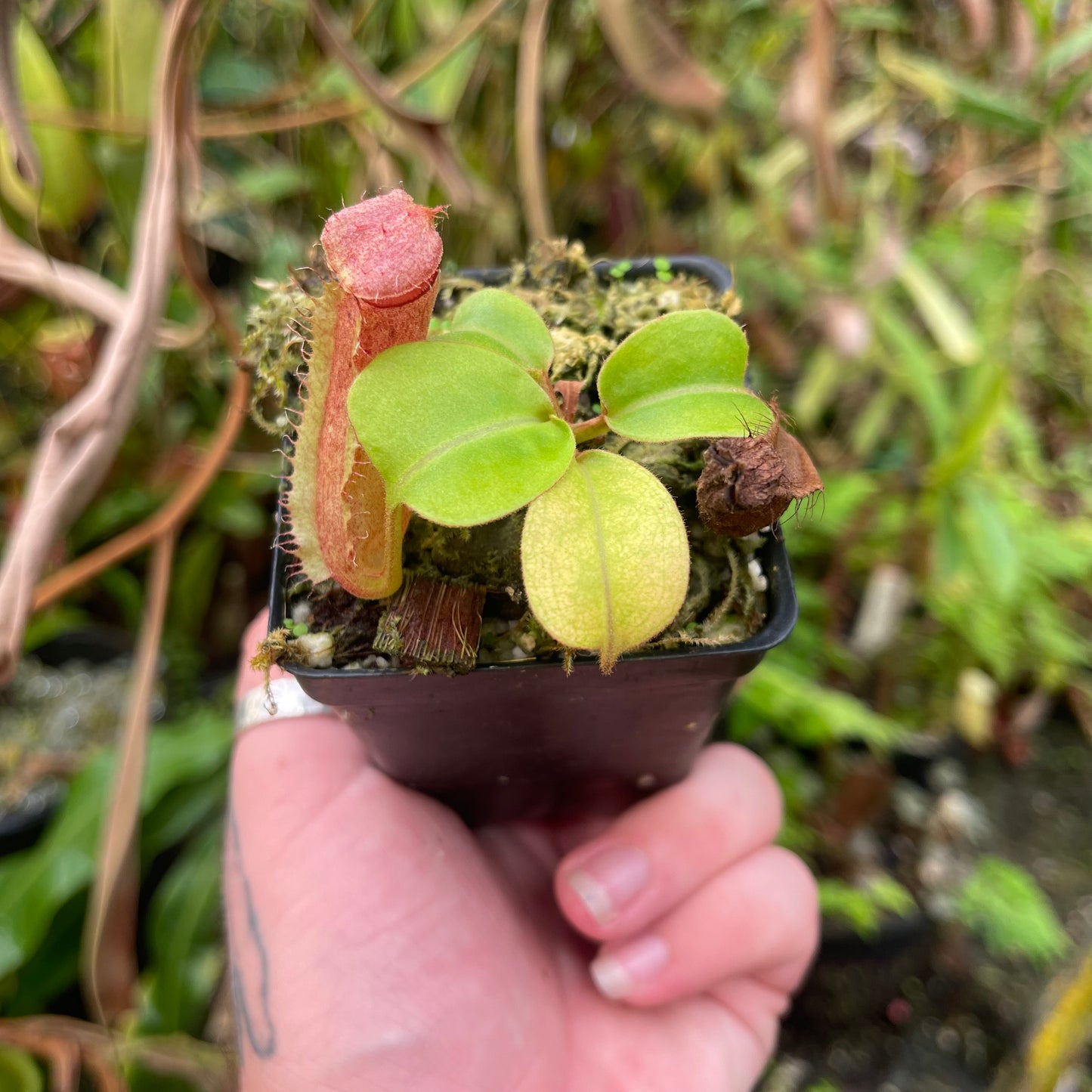 Nepenthes alata x truncata (d) Red, CAR-0457