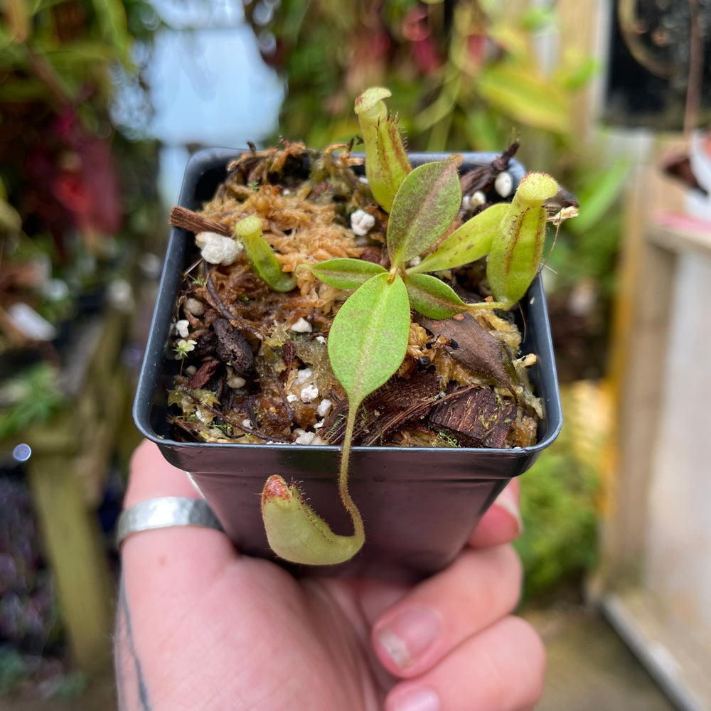 Nepenthes stenophylla x zakriana (Mamut Copper Mine), CAR-0454