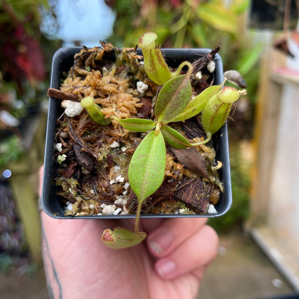 
                      
                        Nepenthes stenophylla x zakriana (Mamut Copper Mine), CAR-0454
                      
                    