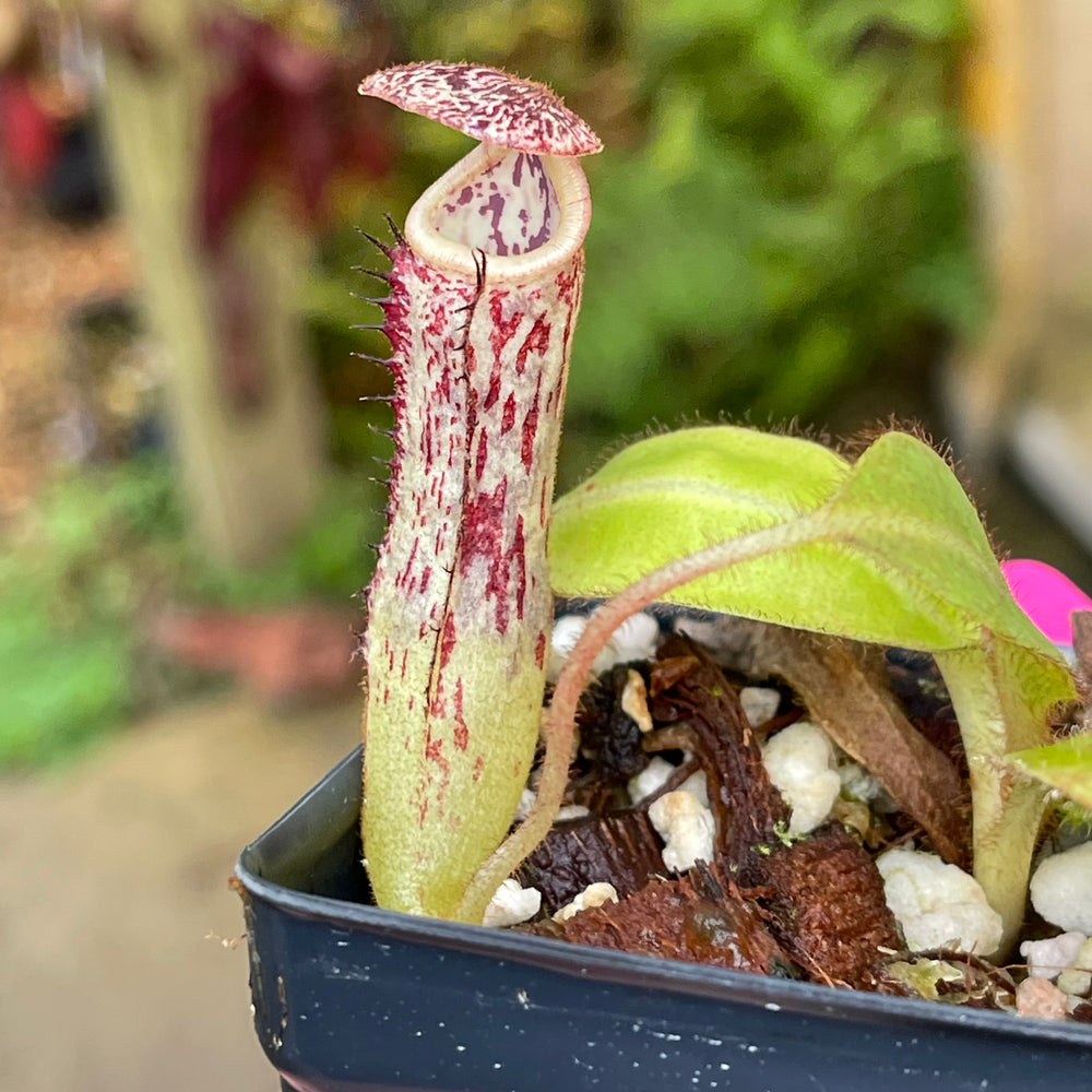 
                      
                        Nepenthes stenophylla x zakriana (Mamut Copper Mine), CAR-0454
                      
                    