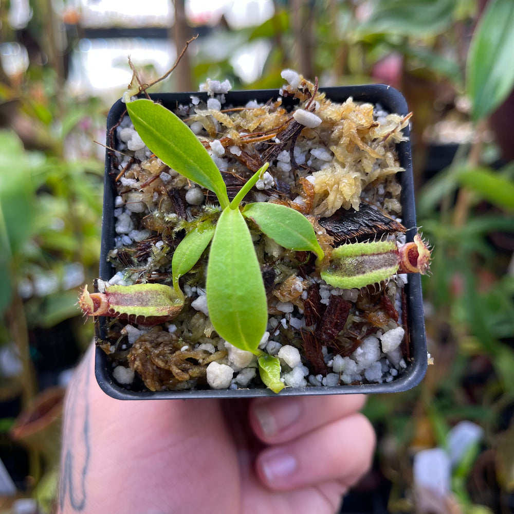 
                      
                        Nepenthes naga, seed-grown, CAR-0460
                      
                    