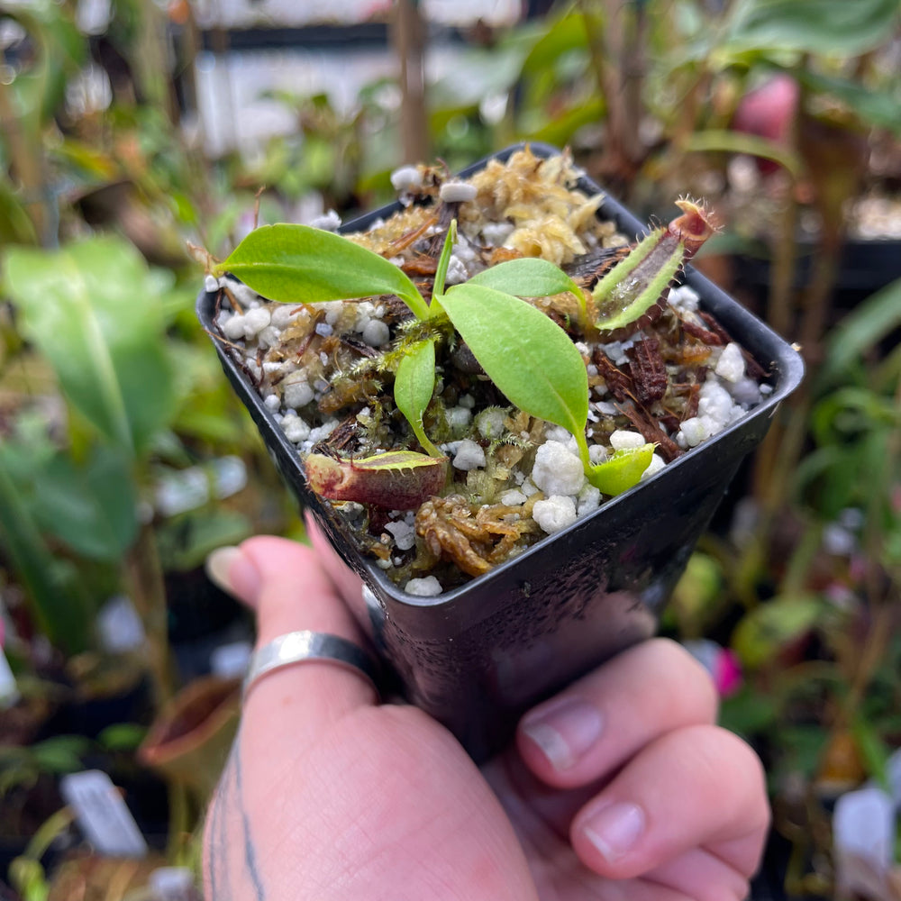 
                      
                        Nepenthes naga, seed-grown, CAR-0460
                      
                    