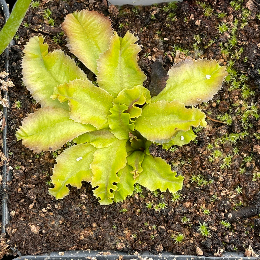 
                      
                        Venus Flytrap- Dionaea muscipula 'GJ Rose'
                      
                    