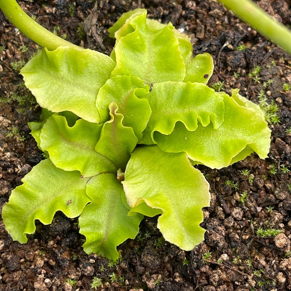 
                      
                        Venus Flytrap- Dionaea muscipula 'GJ Rose'
                      
                    