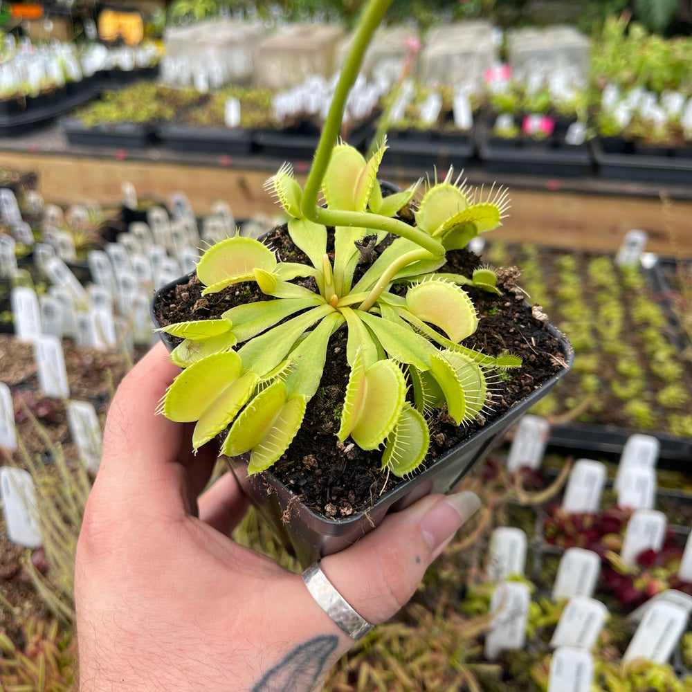 Venus Flytrap- Dionaea muscipula 'Double Trouble'