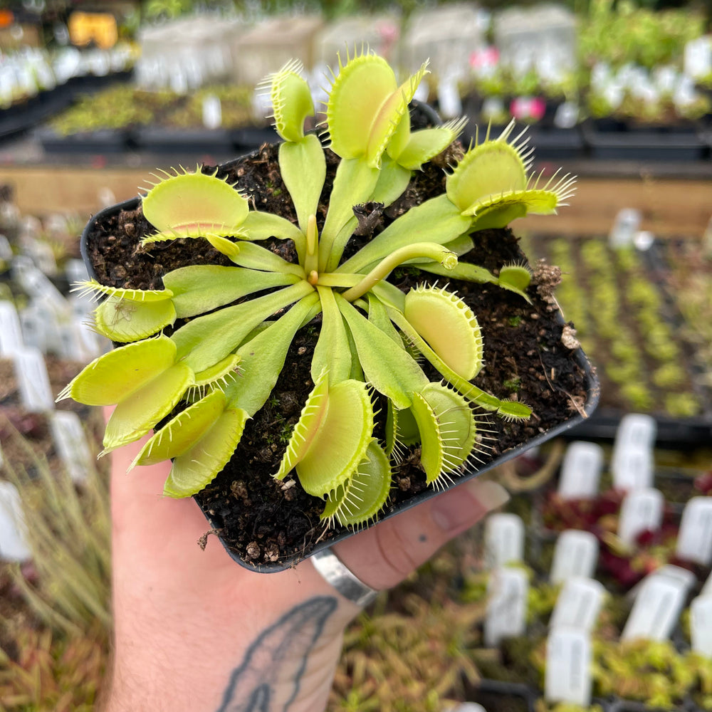 
                      
                        Venus Flytrap- Dionaea muscipula 'Double Trouble'
                      
                    