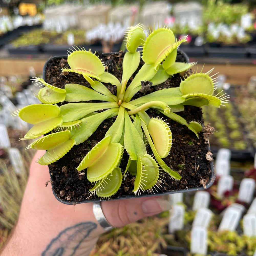 
                      
                        Venus Flytrap- Dionaea muscipula 'Double Trouble'
                      
                    