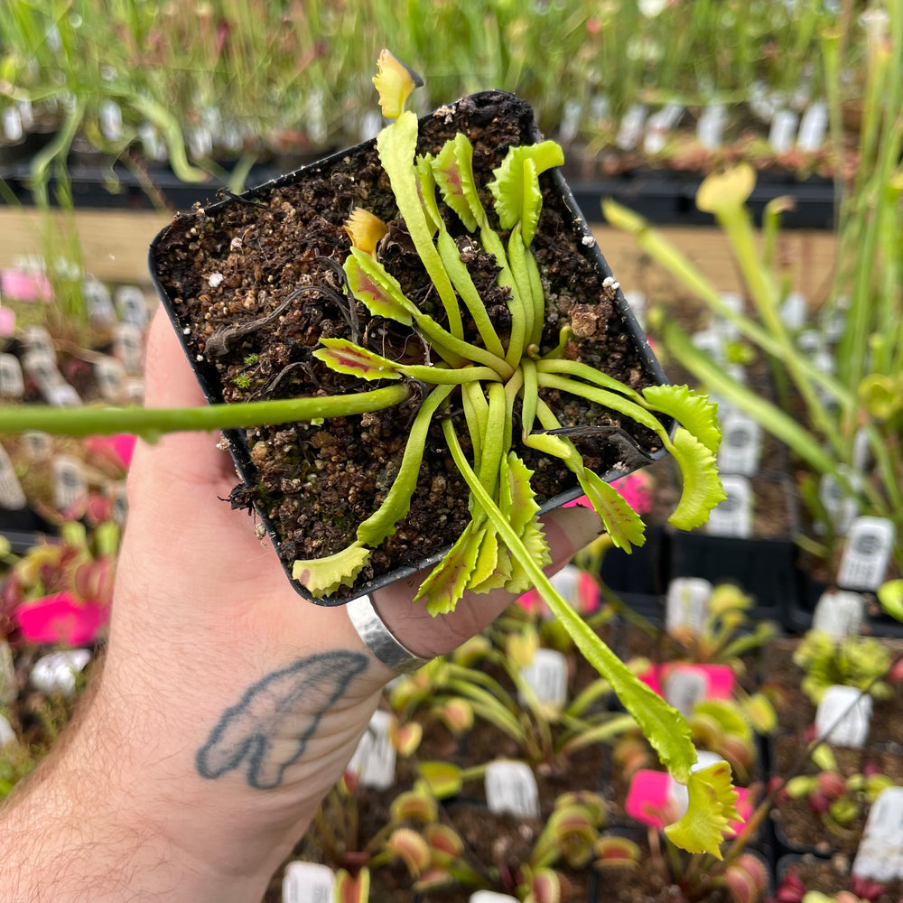 
                      
                        Venus Flytrap-Dionaea muscipula 'Wacky Trap'
                      
                    