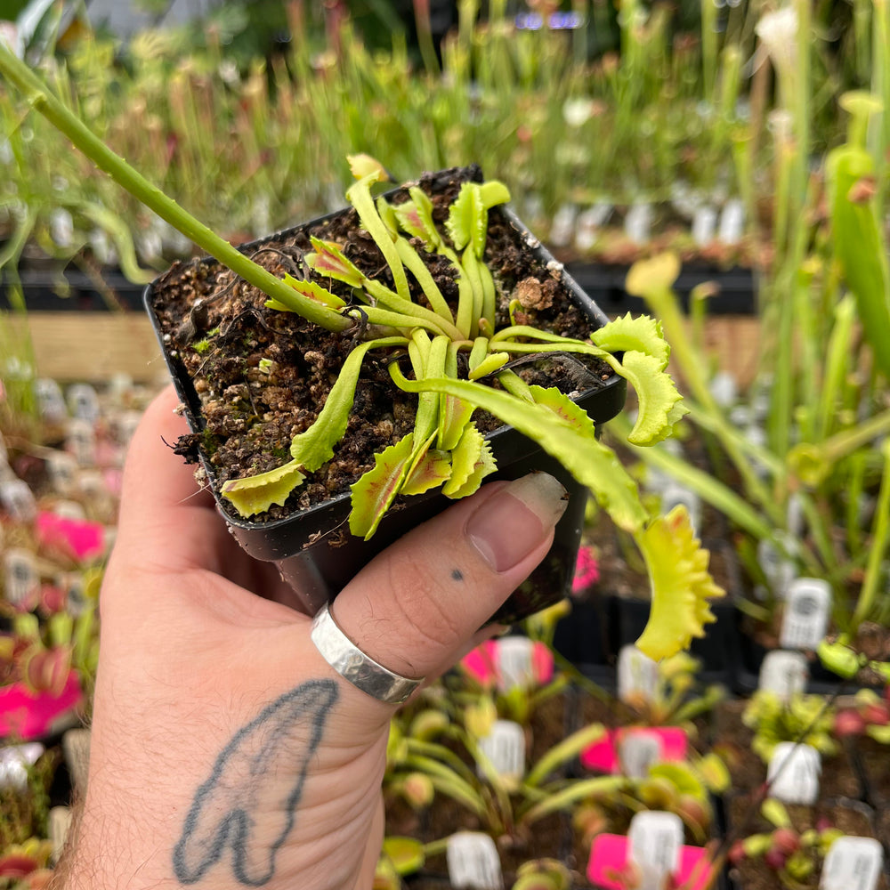 
                      
                        Venus Flytrap-Dionaea muscipula 'Wacky Trap'
                      
                    