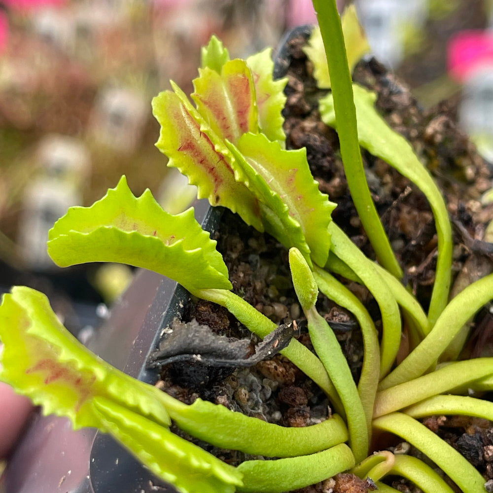 Venus Flytrap-Dionaea muscipula 'Wacky Trap'