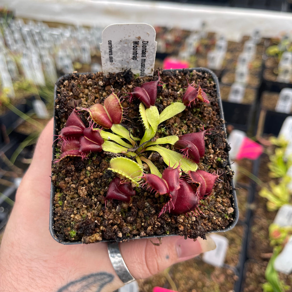 
                      
                        Venus Flytrap- Dionaea muscipula 'Red Moontrap'
                      
                    