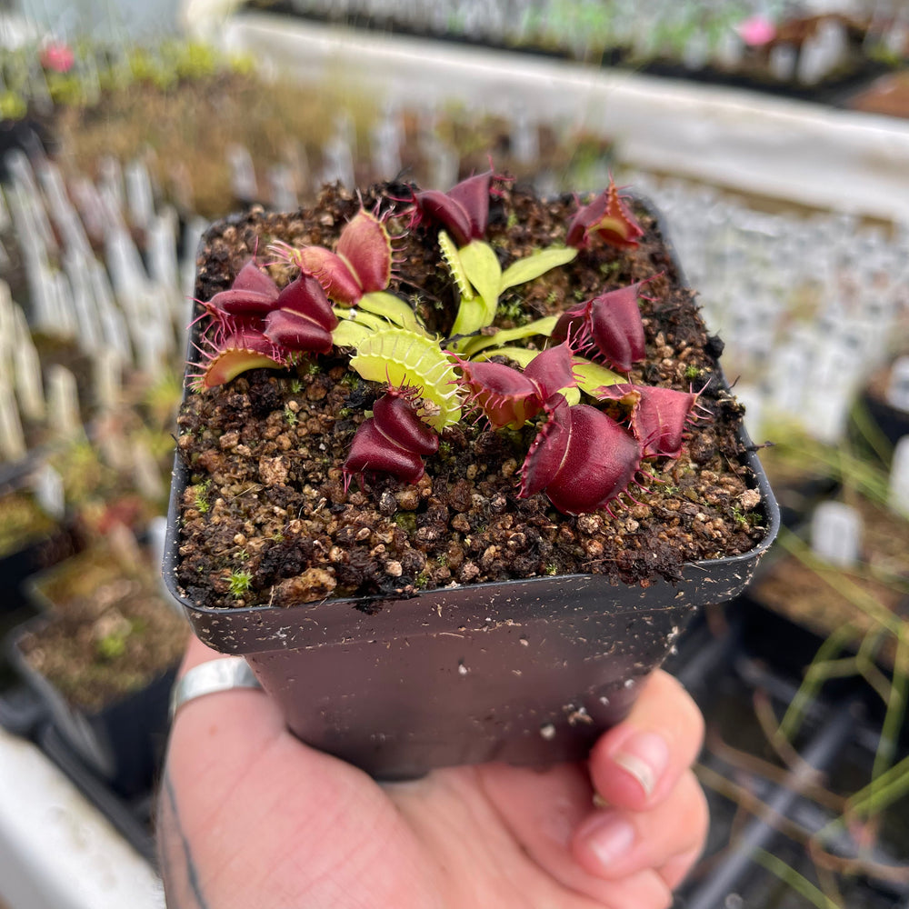 
                      
                        Venus Flytrap- Dionaea muscipula 'Red Moontrap'
                      
                    