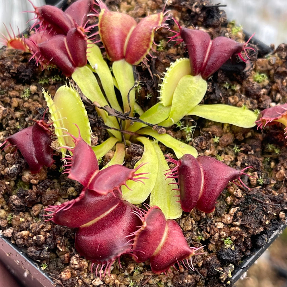 
                      
                        Venus Flytrap- Dionaea muscipula 'Red Moontrap'
                      
                    