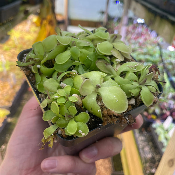 [A058] Pinguicula 