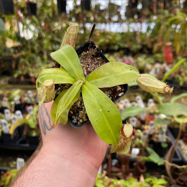 Nepenthes ampullaria "Lime Twist" x (sibuyanensis x merrilliana), CAR-0458