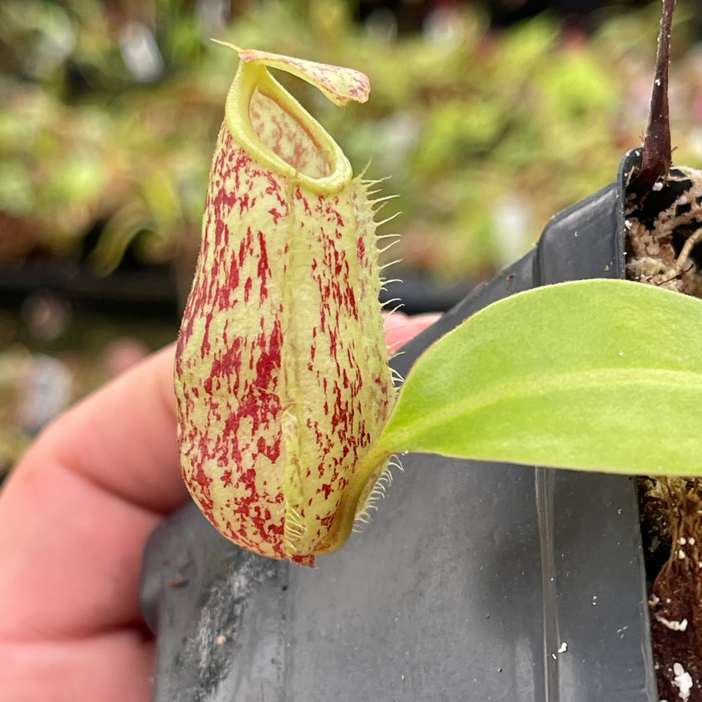 
                      
                        Nepenthes ampullaria "Lime Twist" x (sibuyanensis x merrilliana), CAR-0458
                      
                    