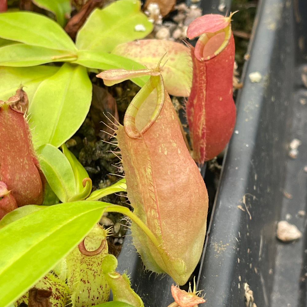 
                      
                        Nepenthes ampullaria "Lime Twist" x (sibuyanensis x merrilliana), CAR-0458
                      
                    