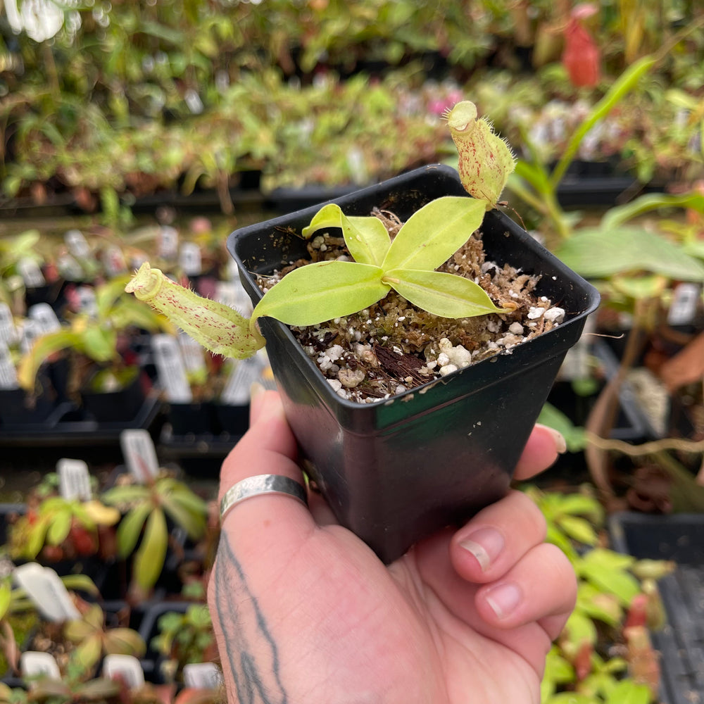 
                      
                        Nepenthes ampullaria "Lime Twist" x (sibuyanensis x merrilliana), CAR-0458
                      
                    