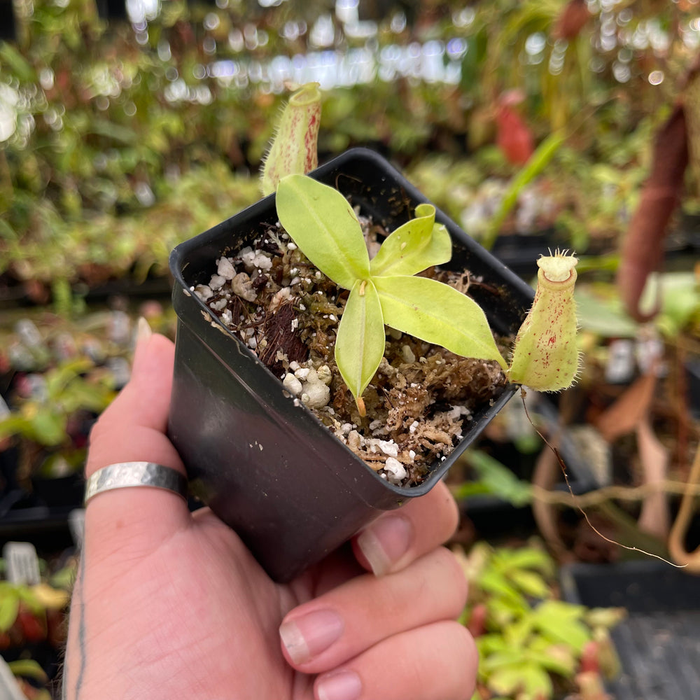 
                      
                        Nepenthes ampullaria "Lime Twist" x (sibuyanensis x merrilliana), CAR-0458
                      
                    