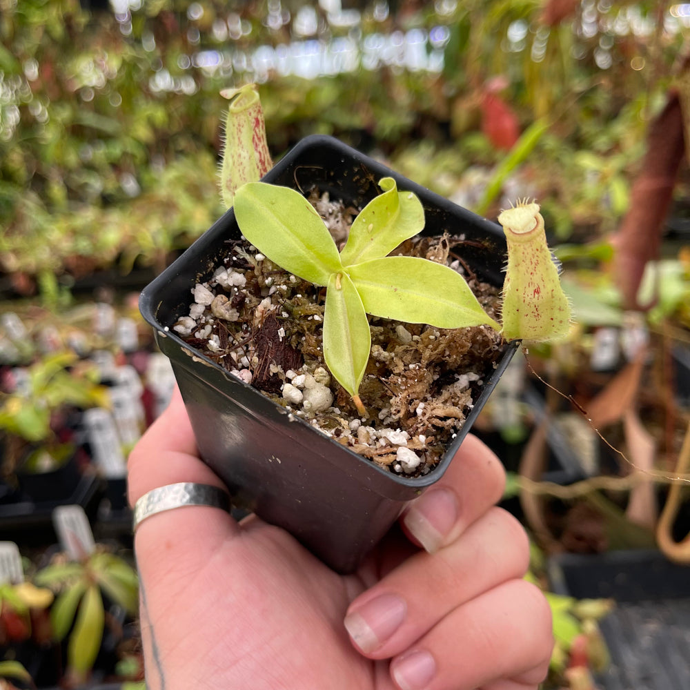 
                      
                        Nepenthes ampullaria "Lime Twist" x (sibuyanensis x merrilliana), CAR-0458
                      
                    