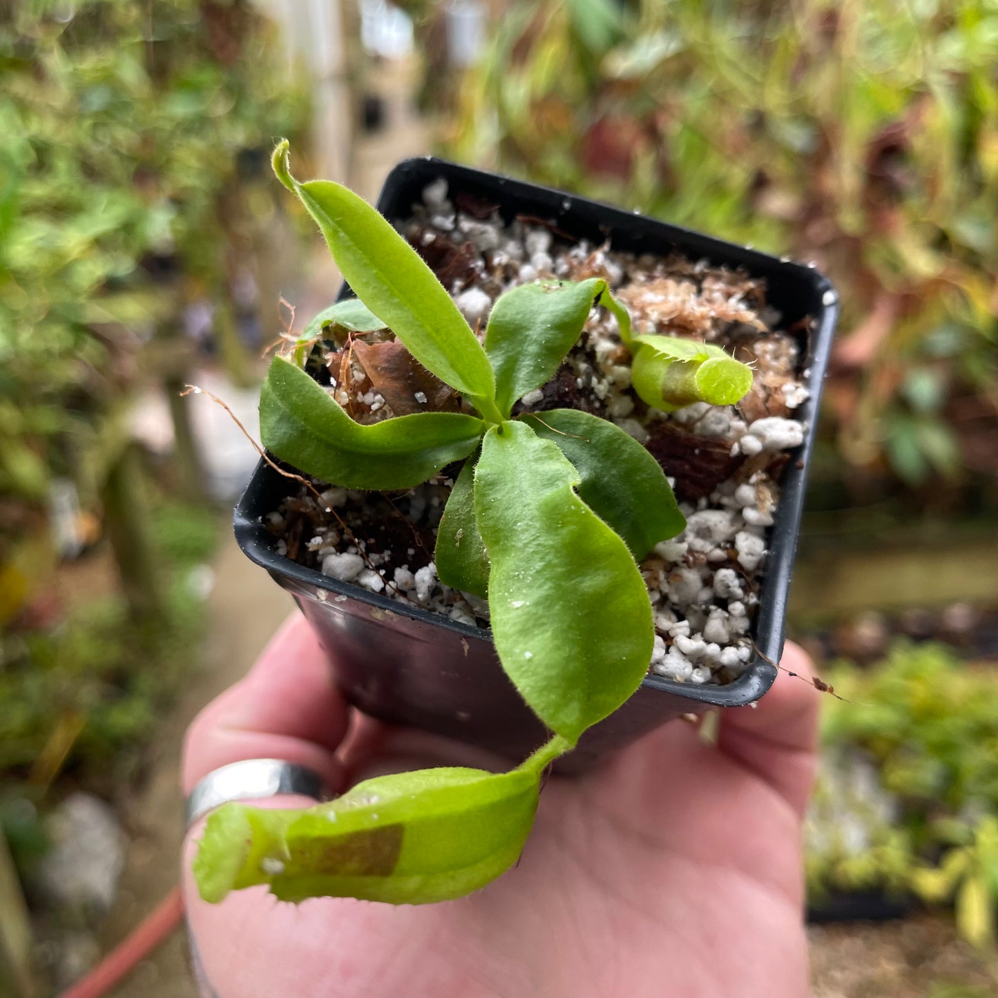 Nepenthes veitchii (LL x LL), CAR-0459