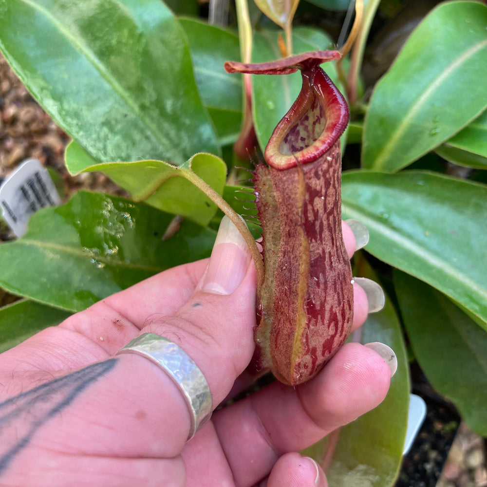 Nepenthes 'Babylon', CAR-0463