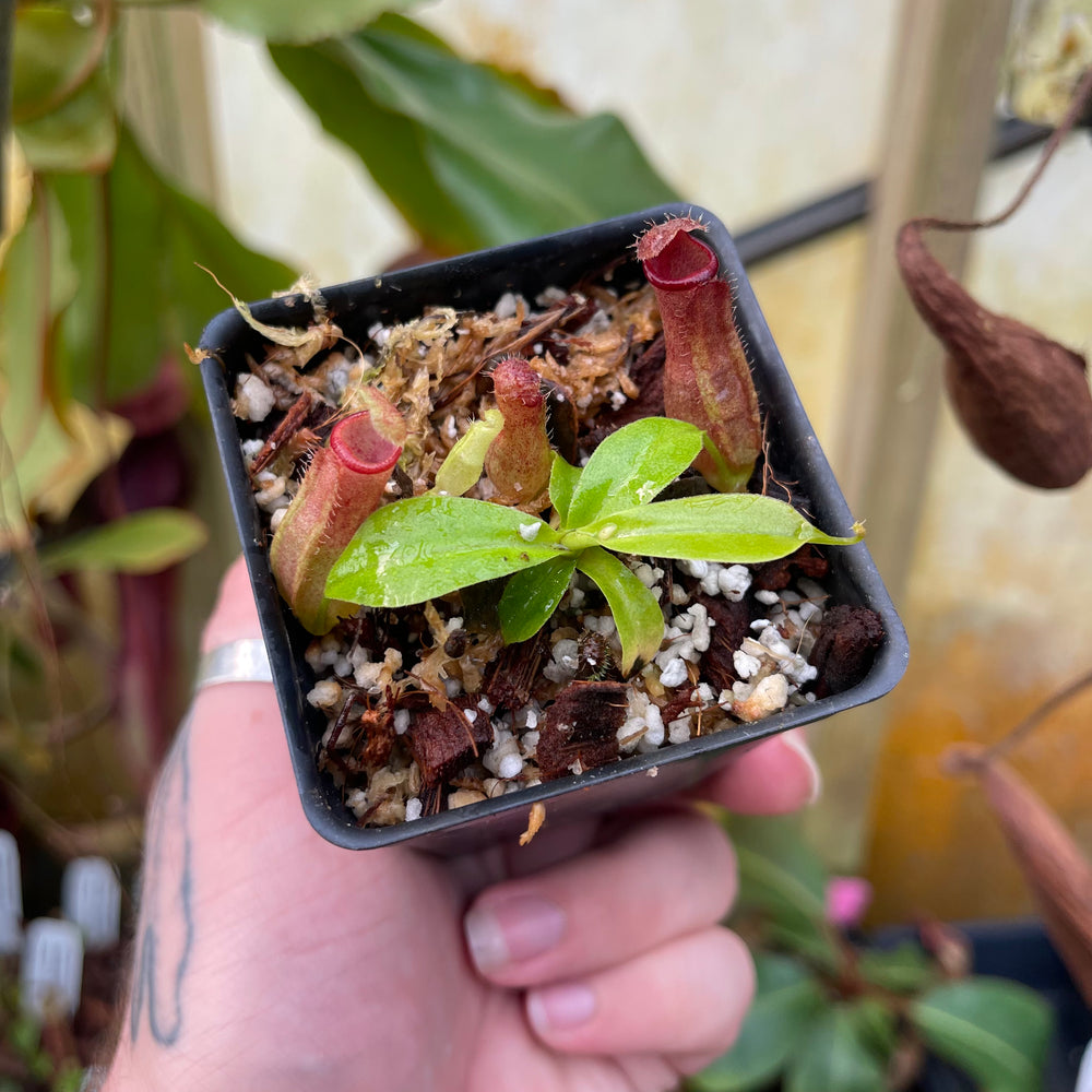 
                      
                        Nepenthes (truncata x campanulata) x ovata EP, CAR-0464
                      
                    