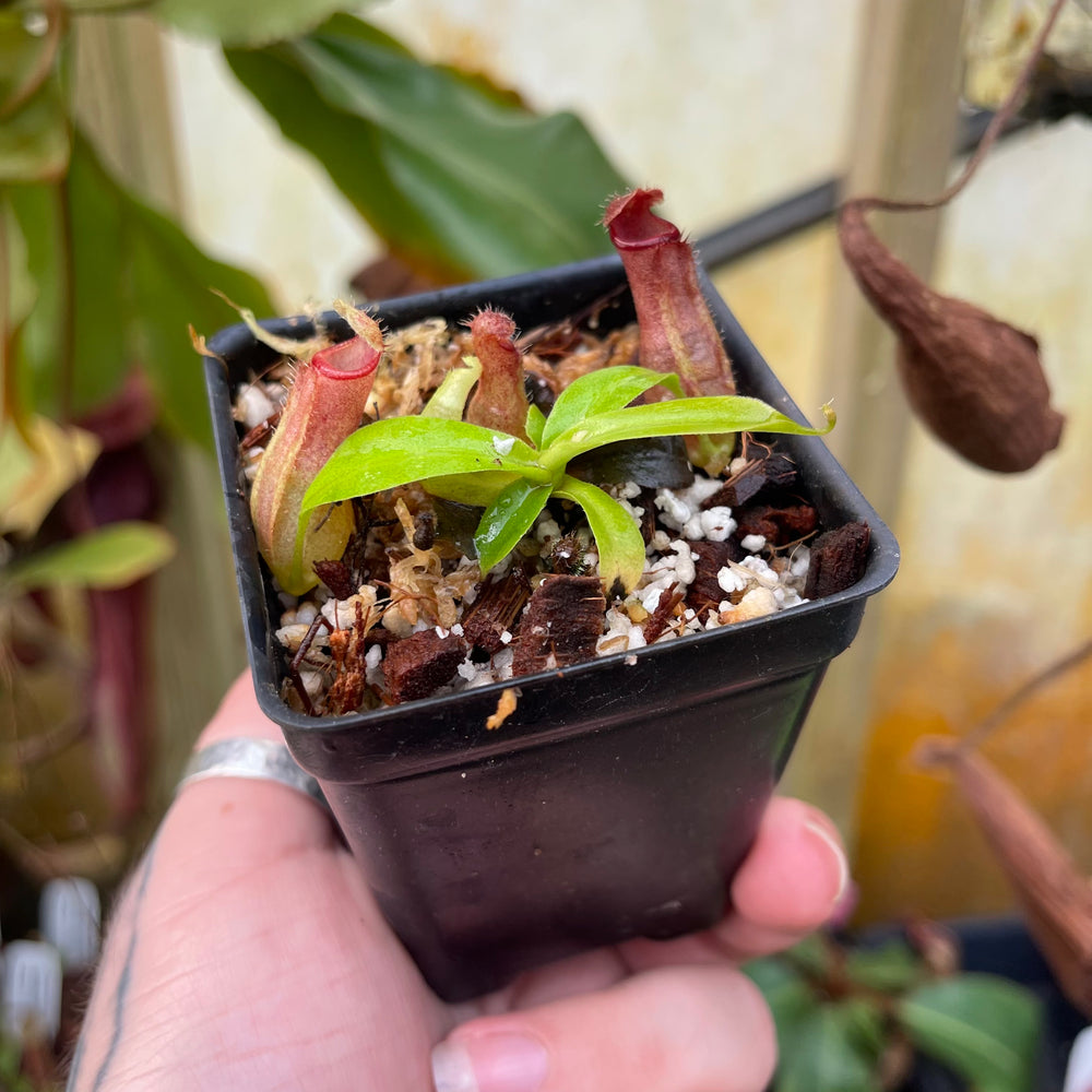 
                      
                        Nepenthes (truncata x campanulata) x ovata EP, CAR-0464
                      
                    