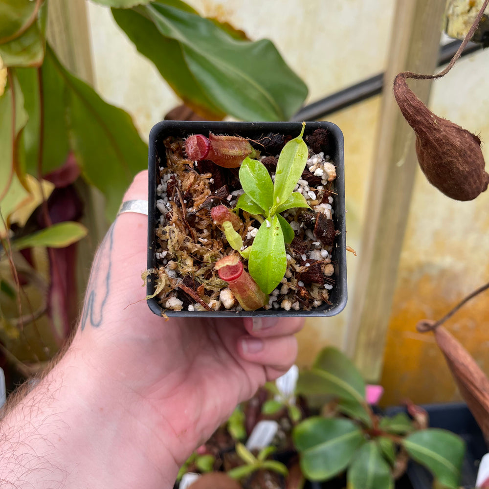 
                      
                        Nepenthes (truncata x campanulata) x ovata EP, CAR-0464
                      
                    