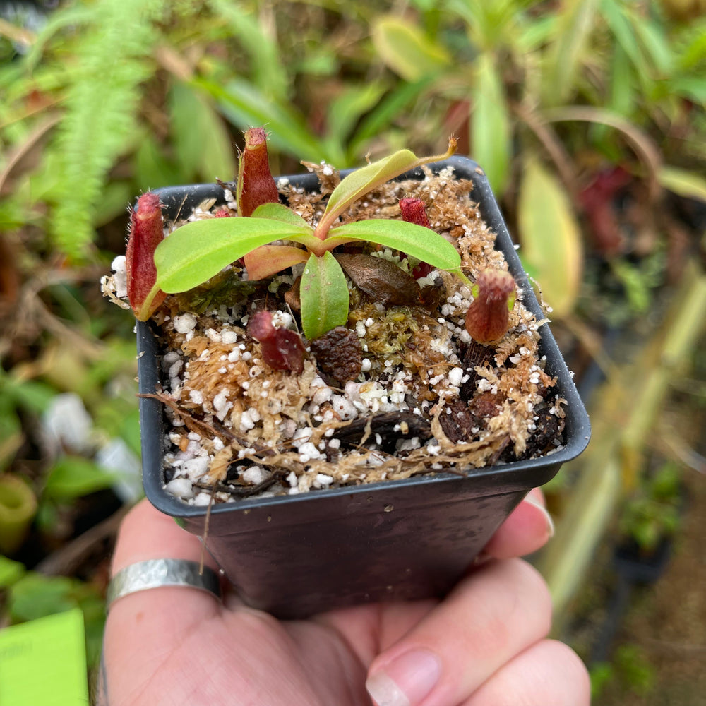 
                      
                        Nepenthes (truncata x campanulata) x ovata EP, CAR-0464
                      
                    