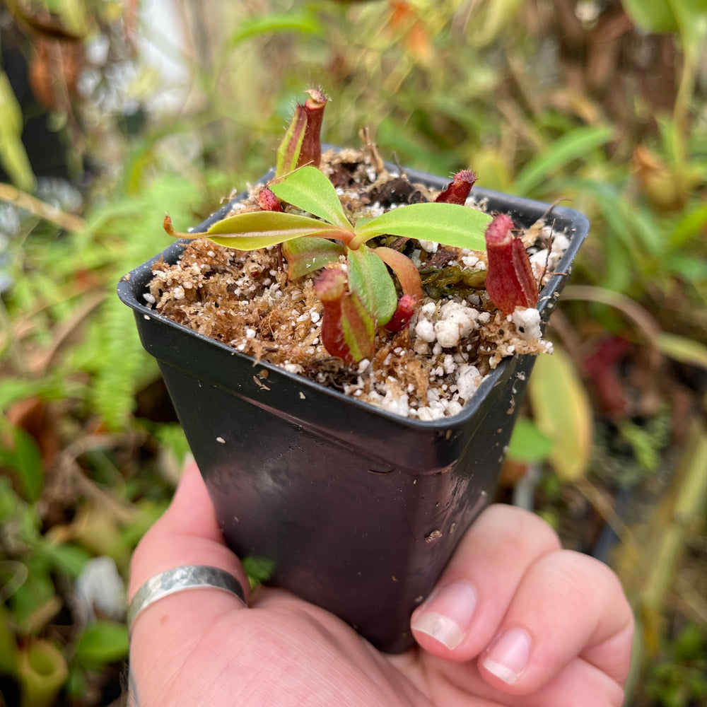 
                      
                        Nepenthes (truncata x campanulata) x ovata EP, CAR-0464
                      
                    