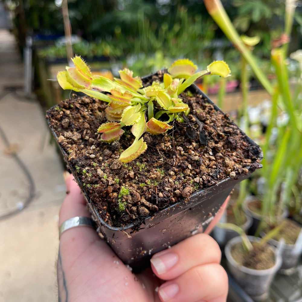 
                      
                        Venus Flytrap-Dionaea muscipula 'Freaky Star'
                      
                    