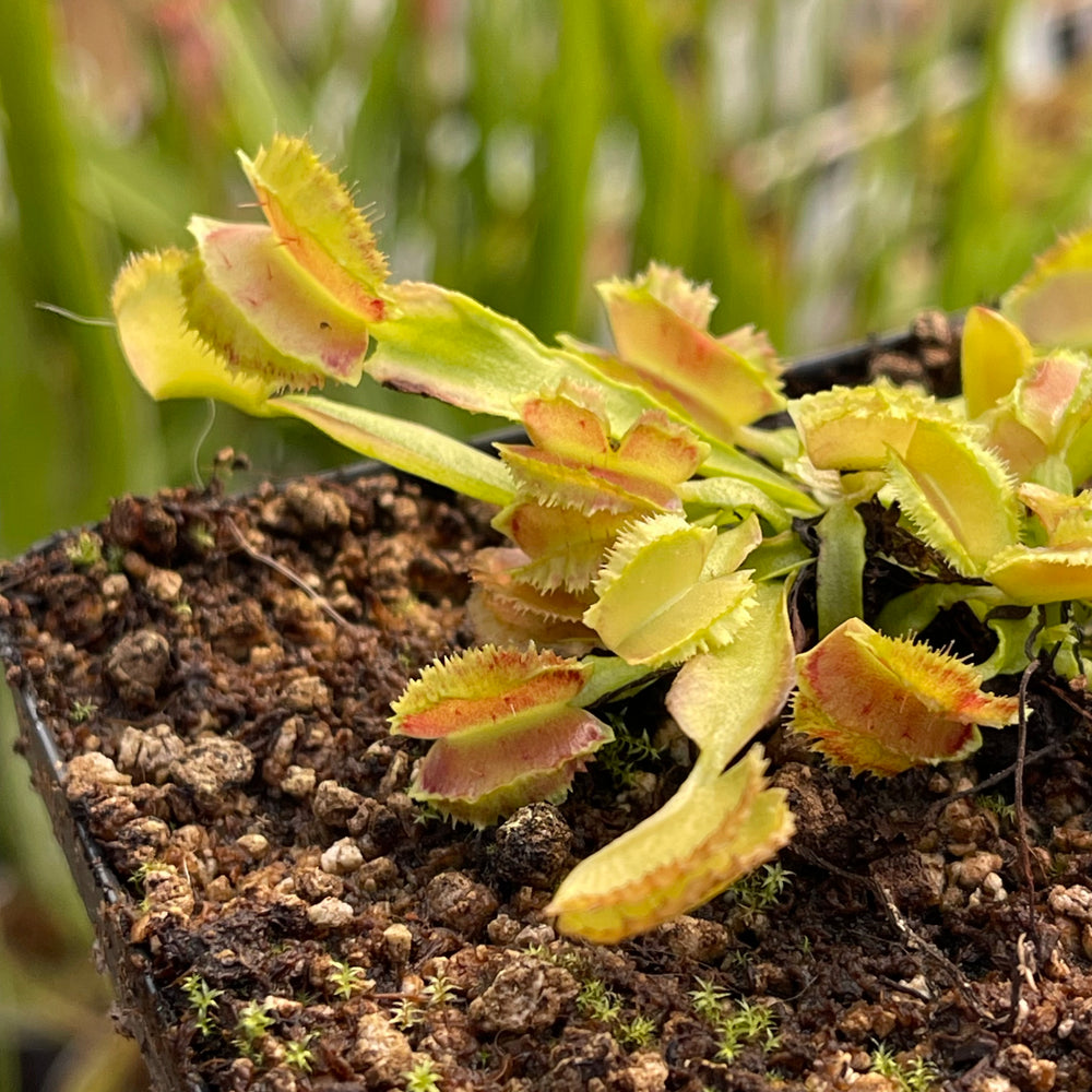 
                      
                        Venus Flytrap-Dionaea muscipula 'Freaky Star'
                      
                    