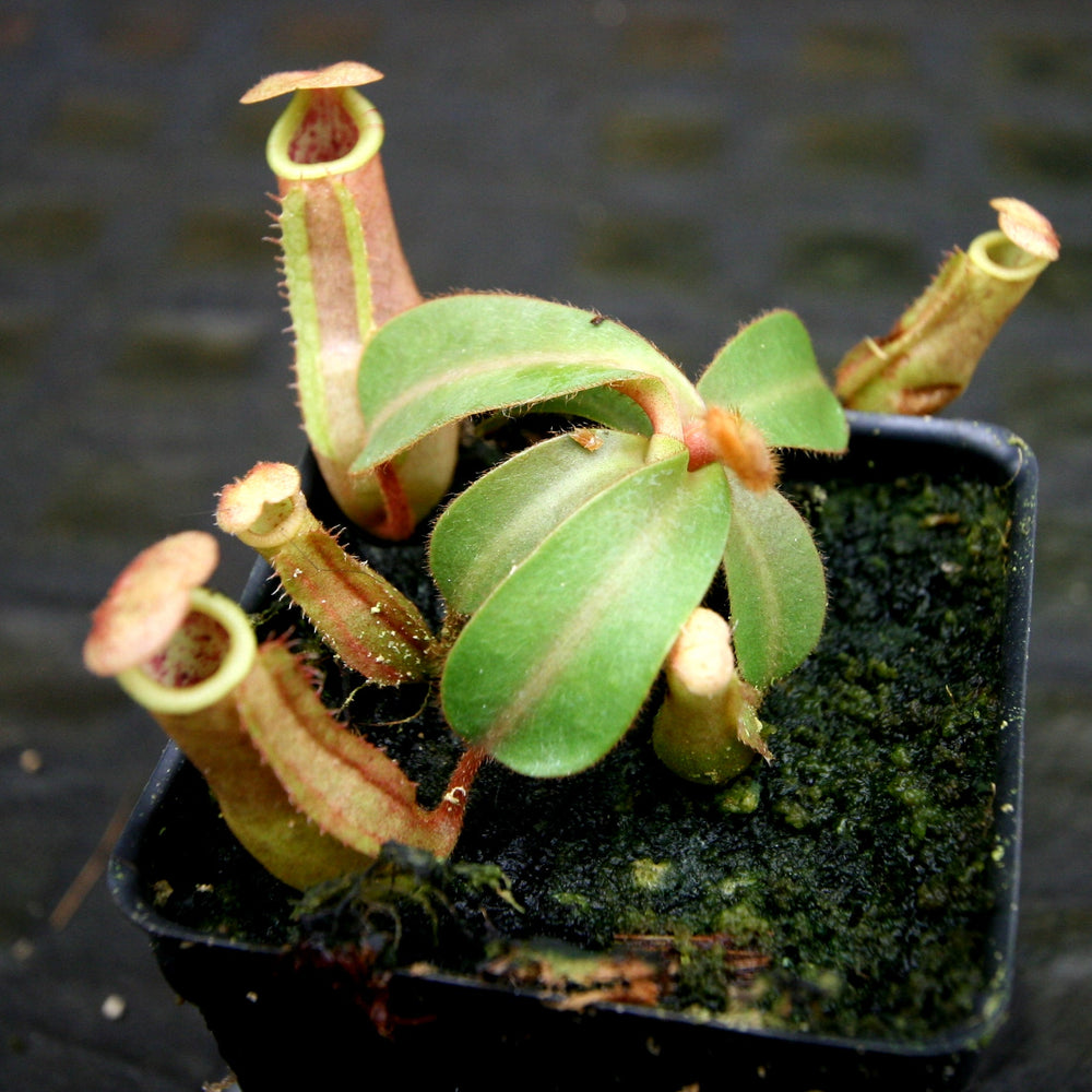 
                      
                        Nepenthes [(Rokko x boschiana) x veitchii] x veitchii "The Wave", CAR-0271 - Exact Plant 03/01/24
                      
                    